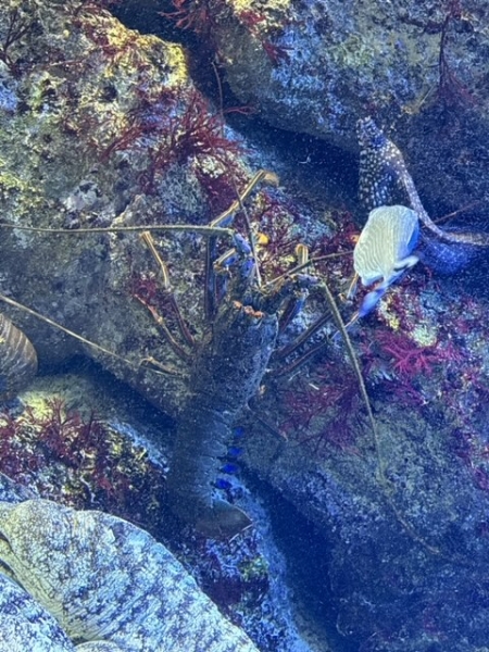 あゆです🐟写真